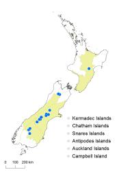 Hypericum rubicundulum distribution map based on databased records at AK, CHR and WELT.
 Image: K. Boardman © Landcare Research 2014 